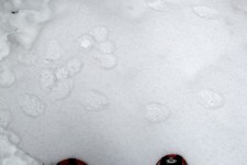 Bobcat tracks