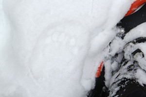 Bobcat tracks