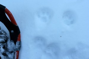 Bobcat tracks