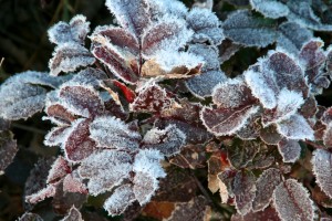 When temperatures drop below freezing, frost is the result of water vapor in the air directly changing to ice (a process known as deposition)
