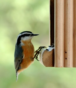 Large claws on all toes allow nuthatches to grip bark on a vertical plane