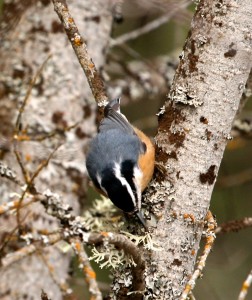 Red-breasted nuthatches have a black stripe through their eye and a white stripe above the eye 