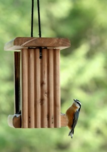 Red-breasted nuthatches readily eat seeds from bird feeders, often caching them for later