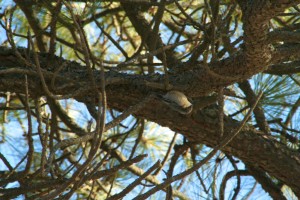 Pygmy nuthatches are typically found in ponderosa pine forests
