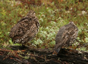 Feathers grouse