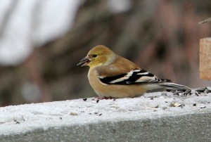 Feathers goldfinch