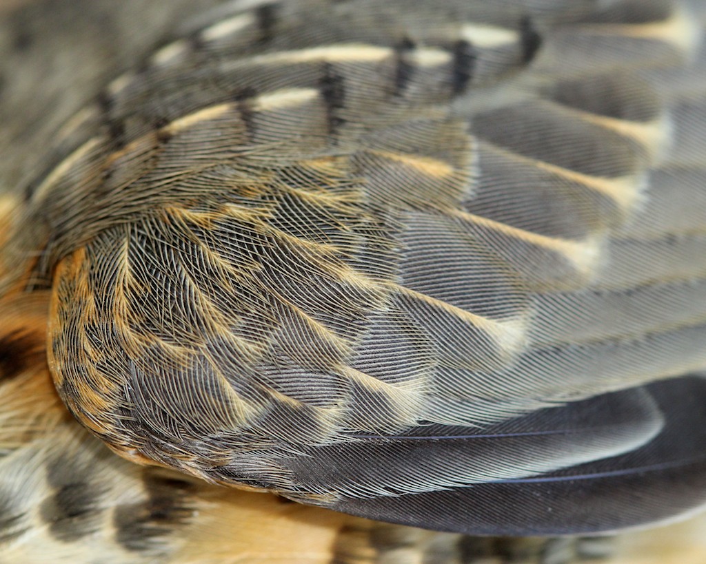 many-types-of-feathers-make-a-bird-naturally-north-idaho