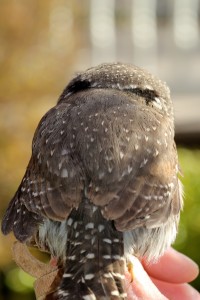 Feathers owl