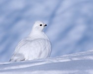 Feathers ptarmigan