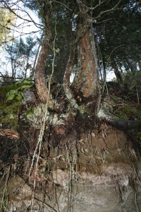 Tree roots