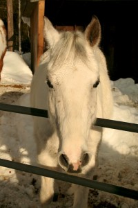 Although all horses have eyes on the sides of their heads, the placement varies depending on breed. The shape of their face determines whether they can see behind themselves or not.