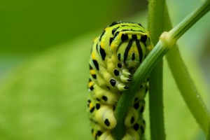 Animal sight- caterpillars