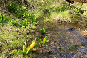 Skunk cabbage