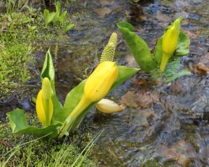 Skunk cabbage