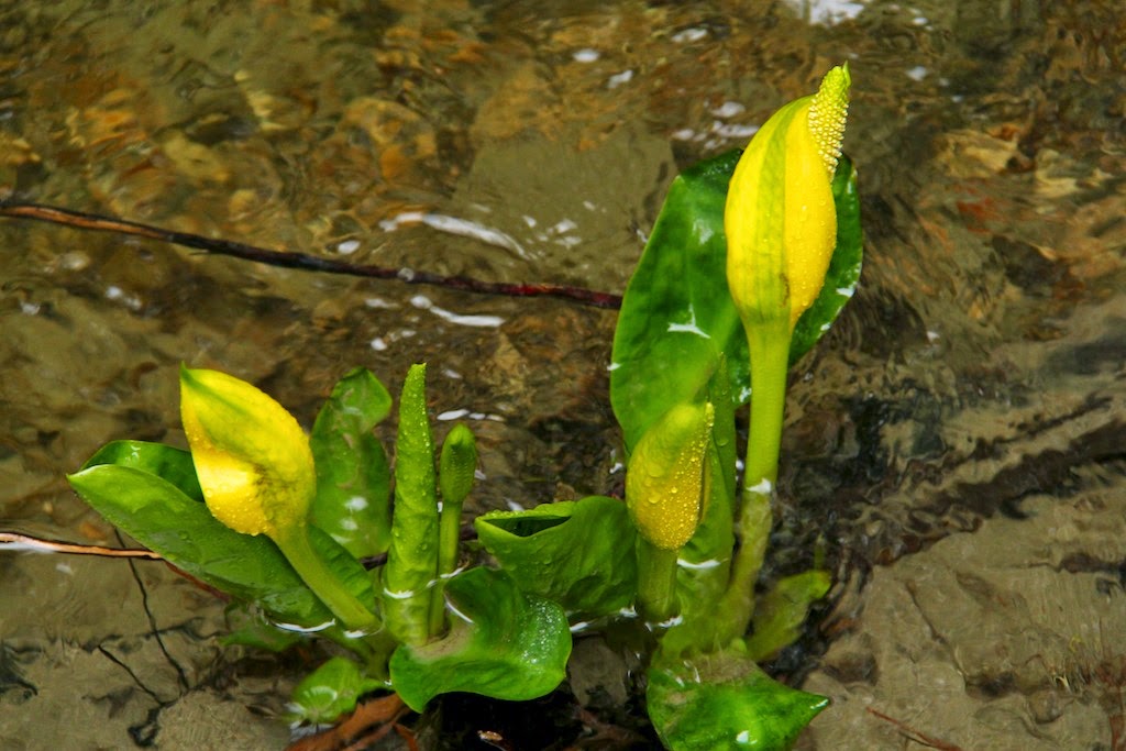 Skunk-cabbage