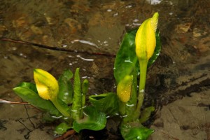 Skunk cabbage