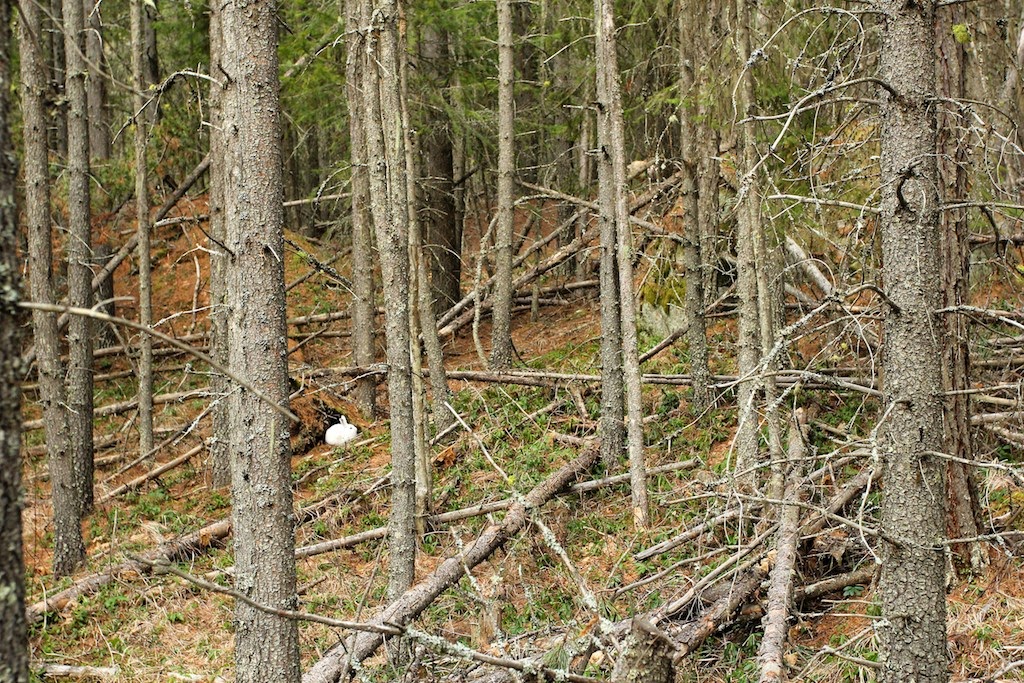 Snowshoe-hare