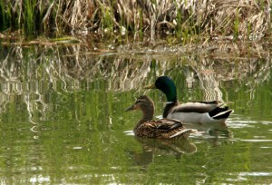 Mallards