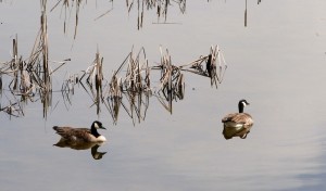 Canada geese