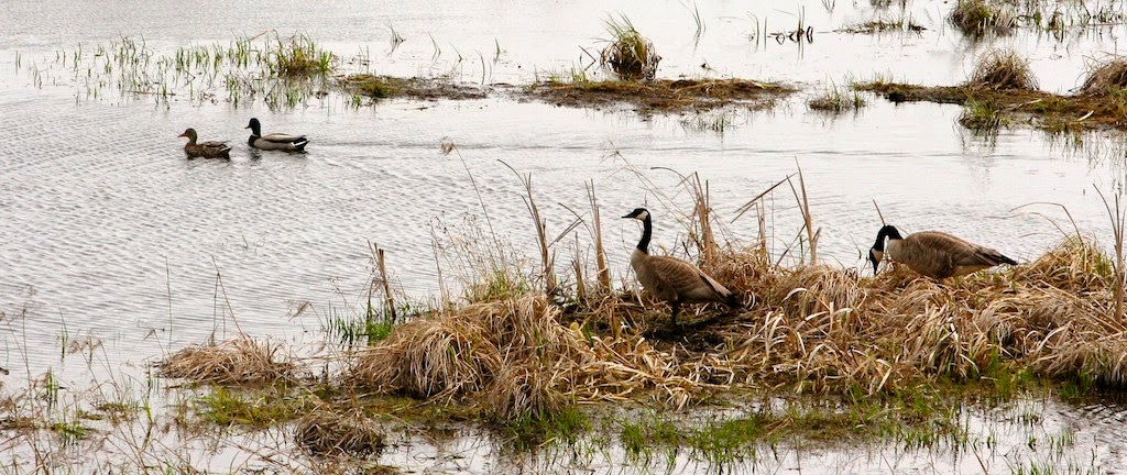 Waterfowl-bonds