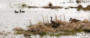 Canada geese mallards