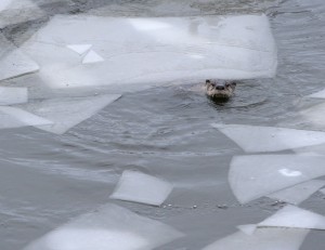 River Otter Whiskers