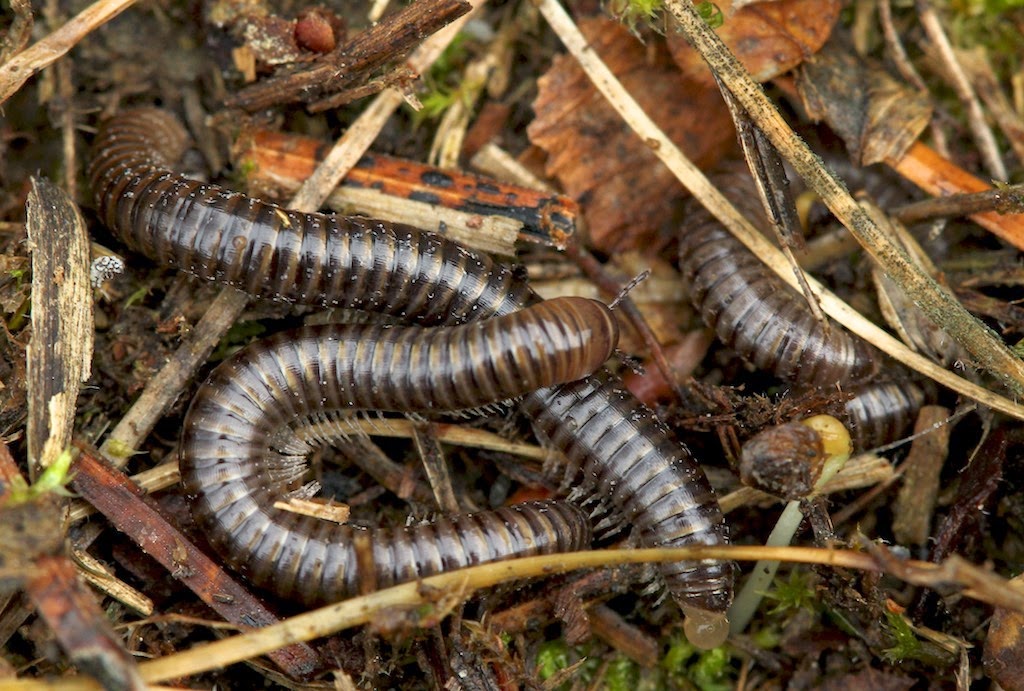 Millipedes-1