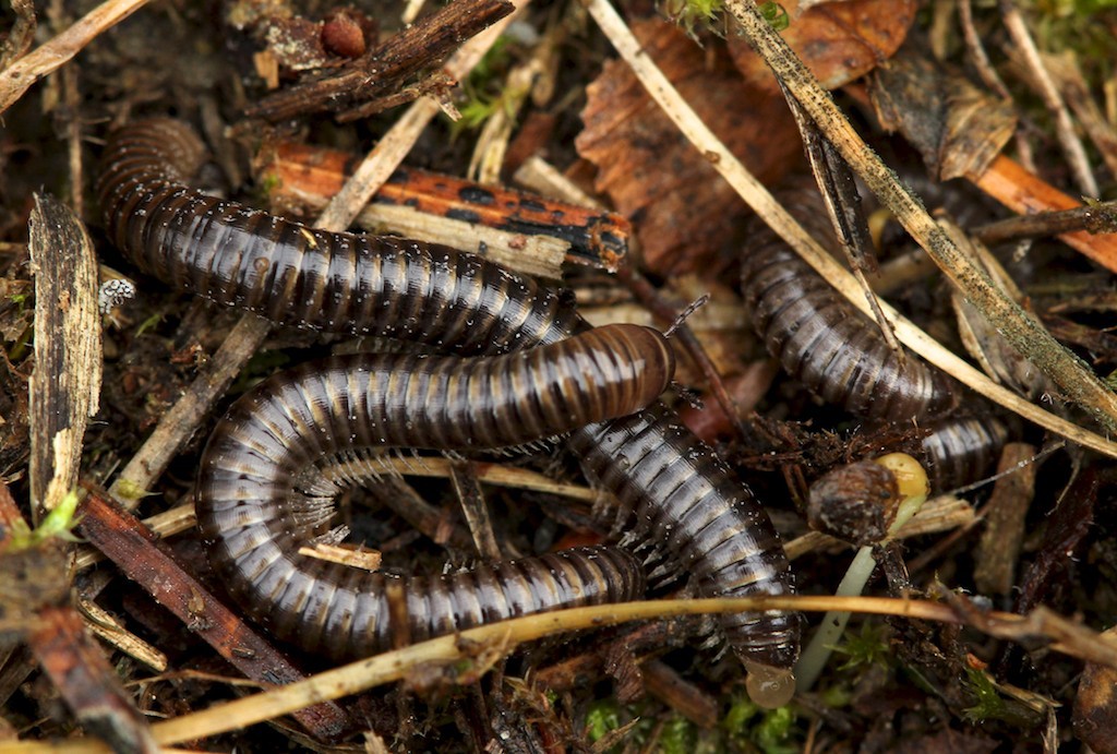 Millipedes