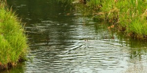 Beaver swimming