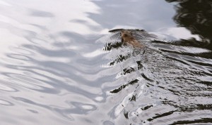 Mink-muskrat