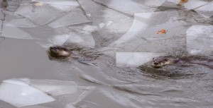 River Otter