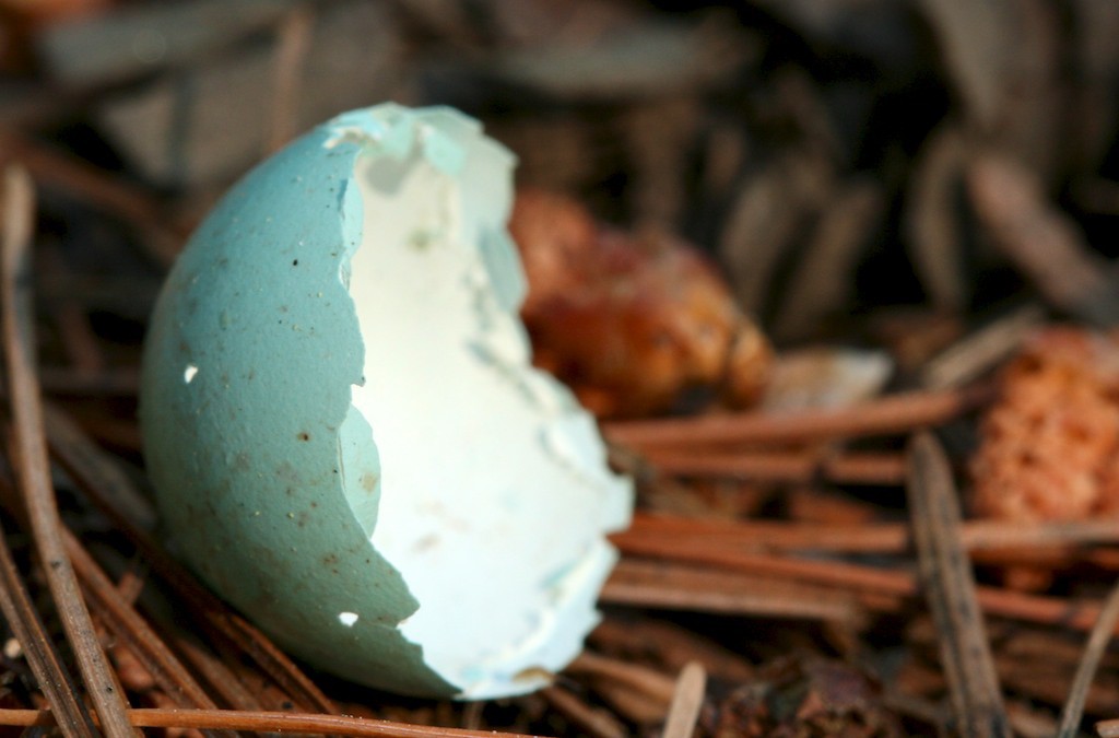Half a blue egg shell laying in pine needles. 