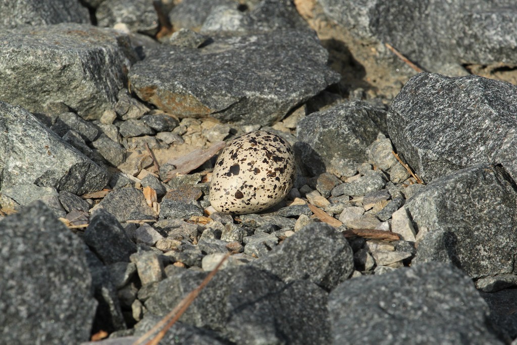 A light brown killdeer egg with speckles in varying shades of dark brown and gray. The egg is in a gravel nest that is well camouflaged. 