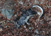 Bushy-tailed woodrat