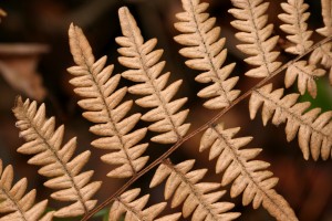 Ferns (1)