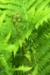Ferns (2)