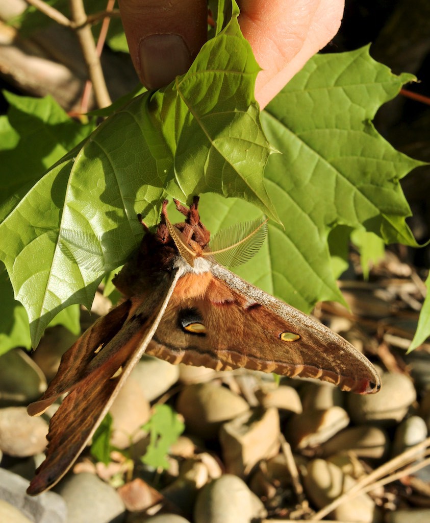 Polyphemus moth resting on maple leaf after emerging from a cocoon.
