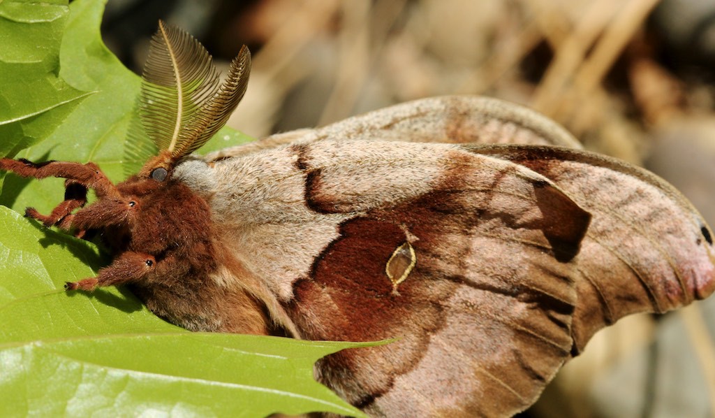 Polyphemus moth