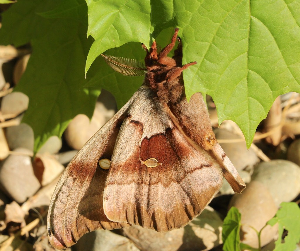 Polyphemus moth