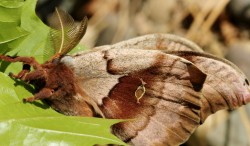 Giant silk moths