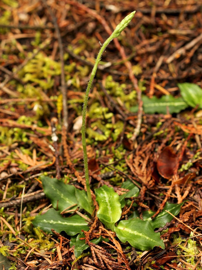 Rattlesnake plantain