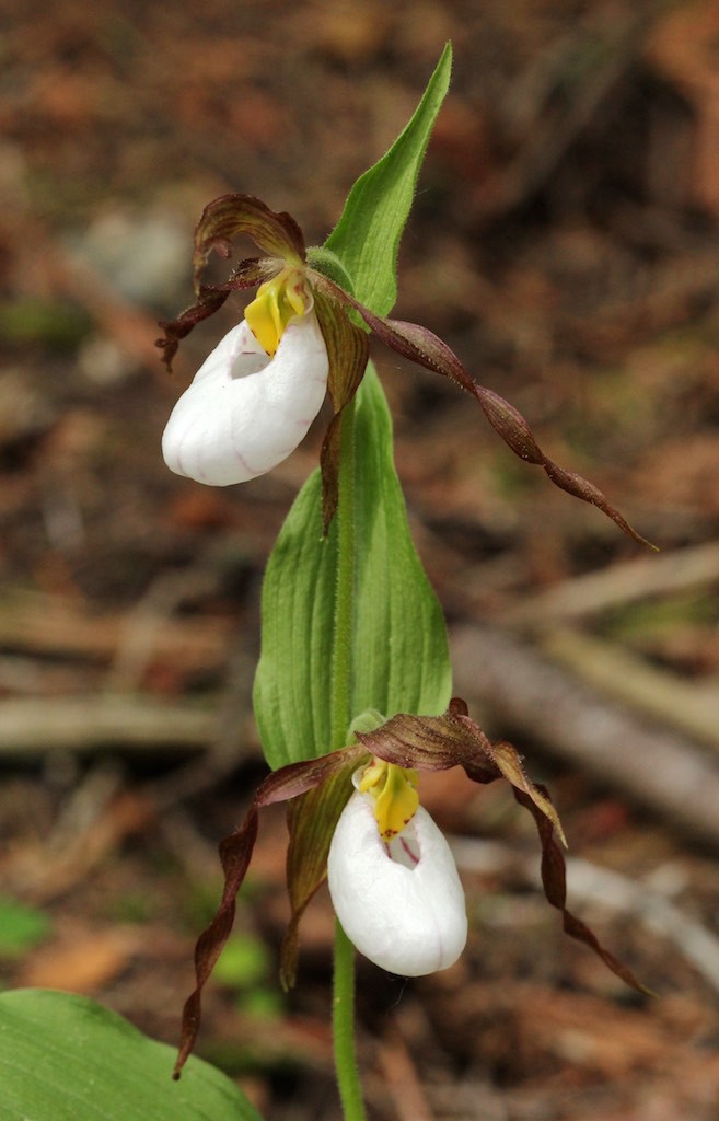 Mountain ladyslipper