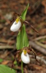 Orchids-Mountain ladyslipper (1)