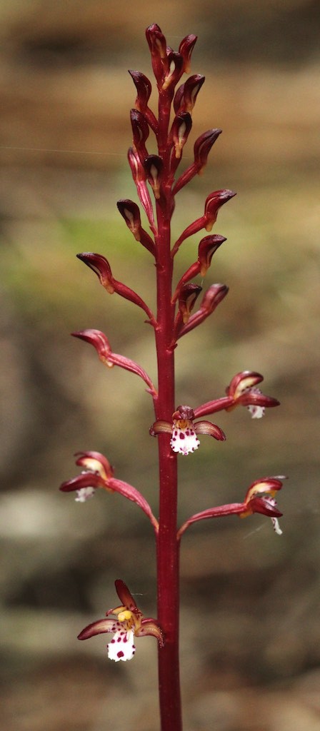 Orchids-Spotted coralroot