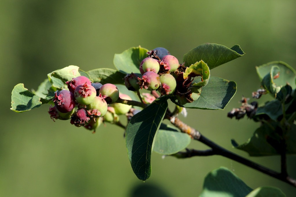 Serviceberries are also known as saskatoons