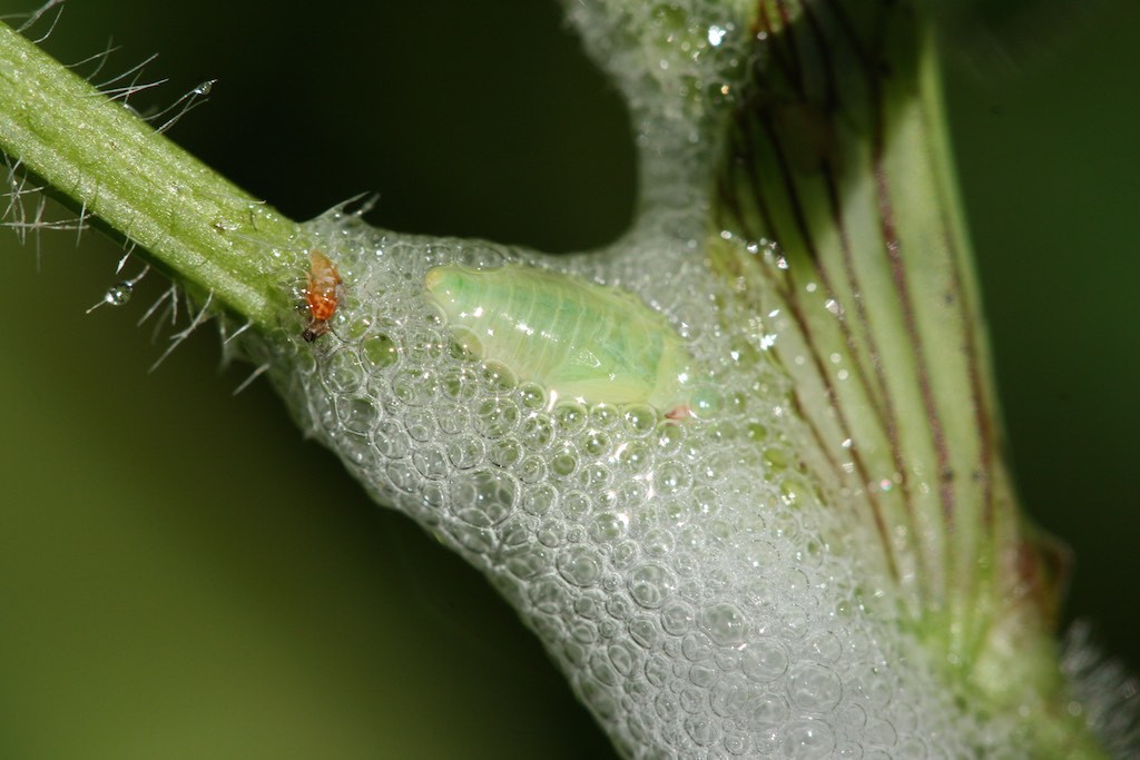 Spittle bug nymph