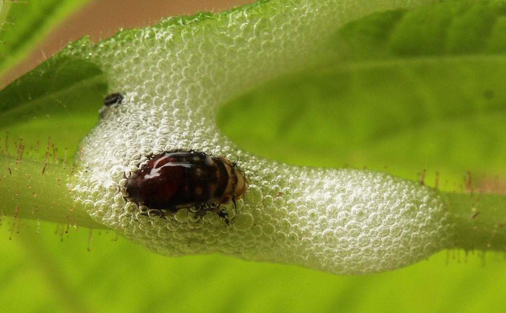 As spit bug nymphs progress through five stages they become more developed and transition from green to brown