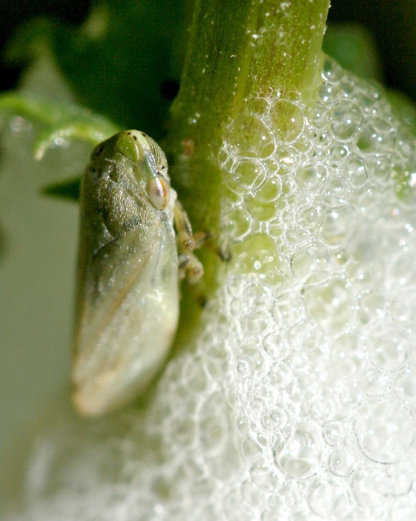 Spit bug with froth cleared away