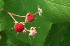 Thimbleberries