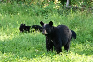 The most dangerous type of encounter is a sow with cubs. Never position yourself between a sow and her cubs or approach them. 